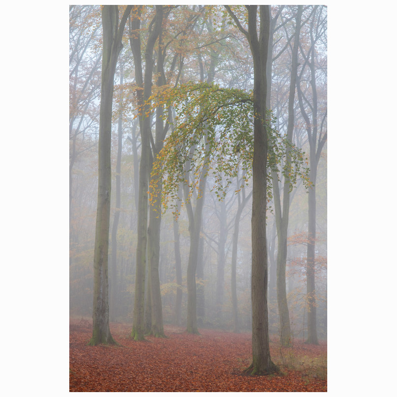 Misty Beechwoods