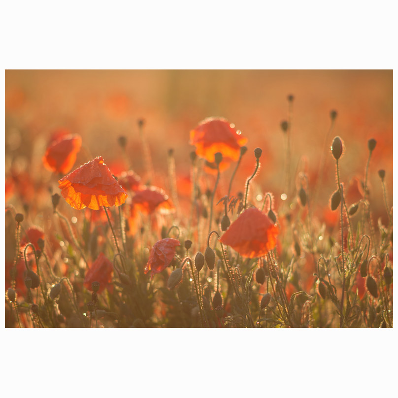 Sawston poppies
