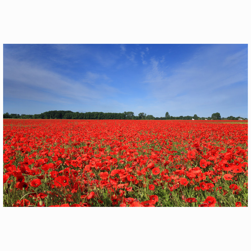 Foxton poppies
