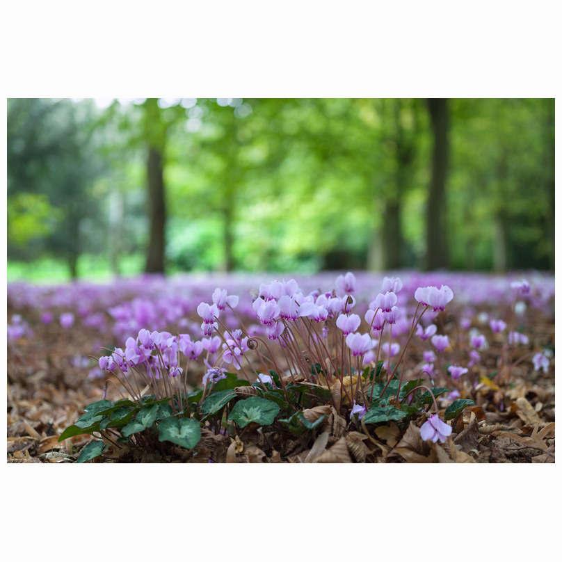 Anglesey Abbey Cyclamen