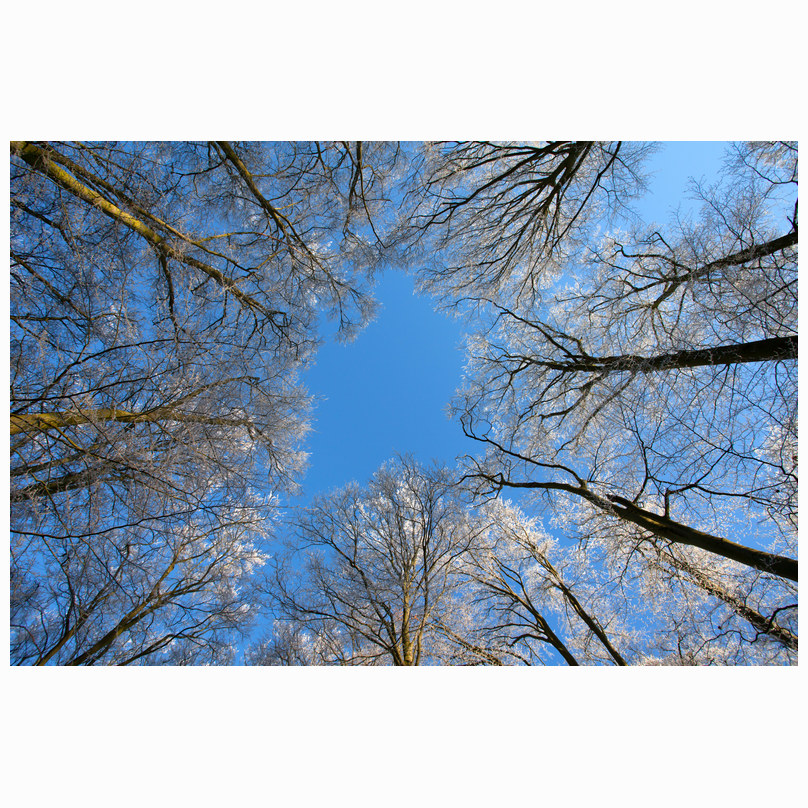 Sugar coated Beechwoods