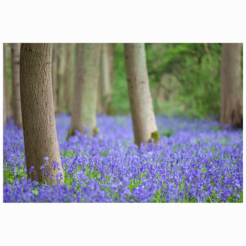 Waresley Woods bluebells