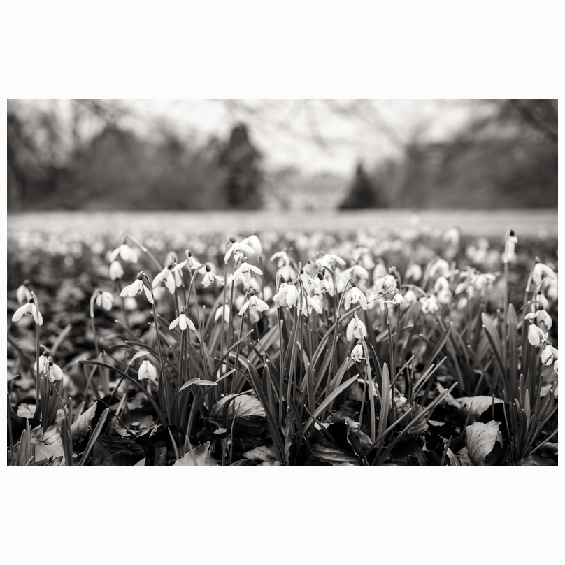 Snowdrops Anglesey Abbey