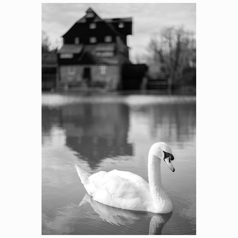 Houghton swan