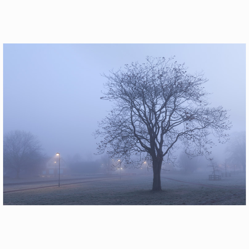 Misty Midsummer tree
