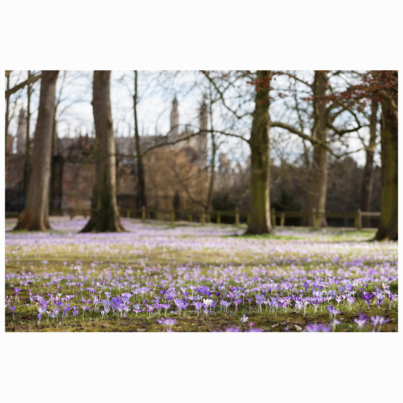 Crocuses and Kings