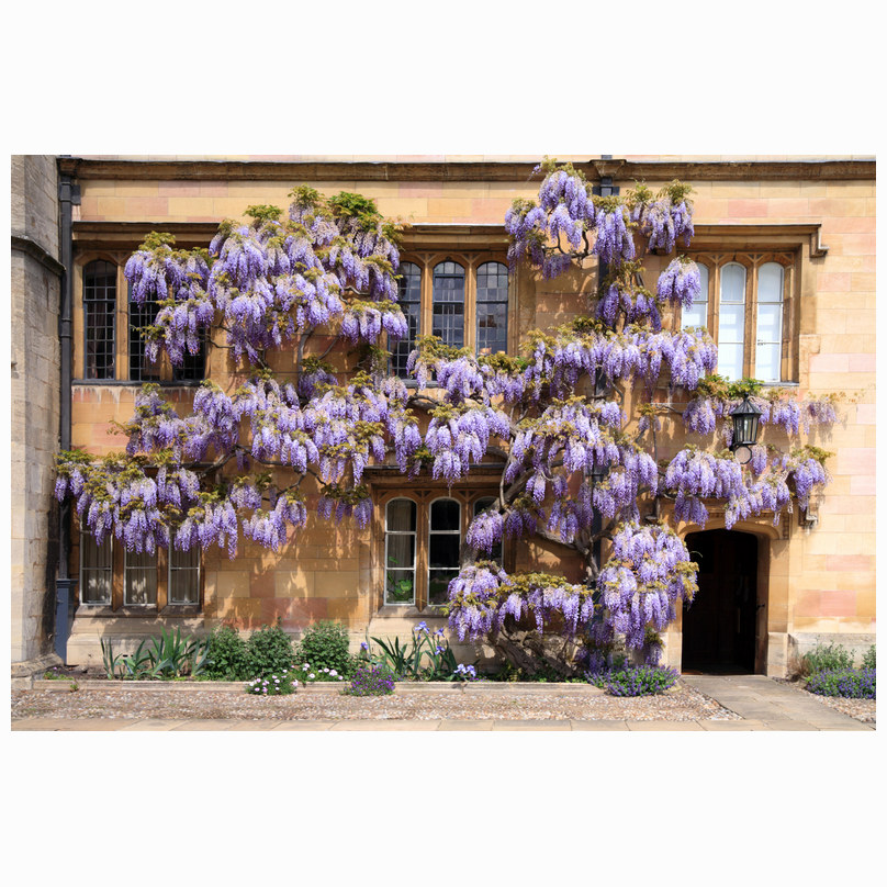 Trinity Wisteria
