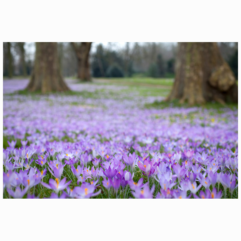 Crocus carpet Trinity
