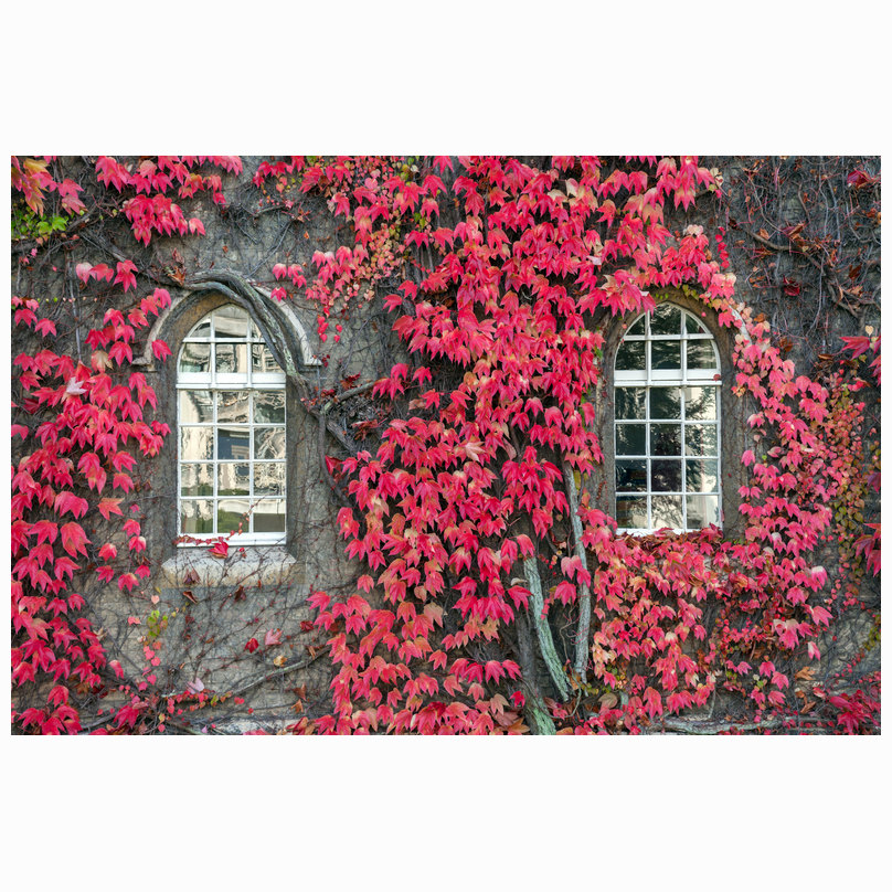 Virginia creeper John's