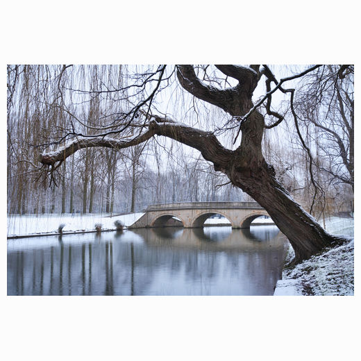 Trinity - winter willow